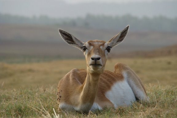 चित्र:Female-Backbuck-in-Satpura-National-Park-by-Lovleet.JPG