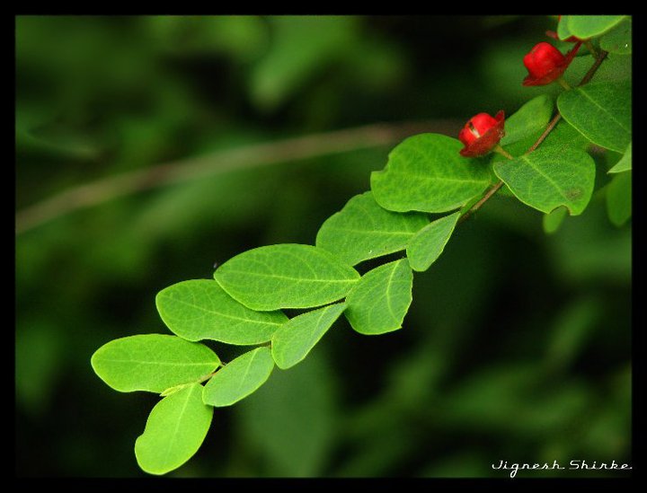 चित्र:Nature06.jpg