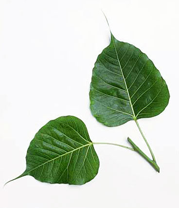 चित्र:Ficus leaf.JPG