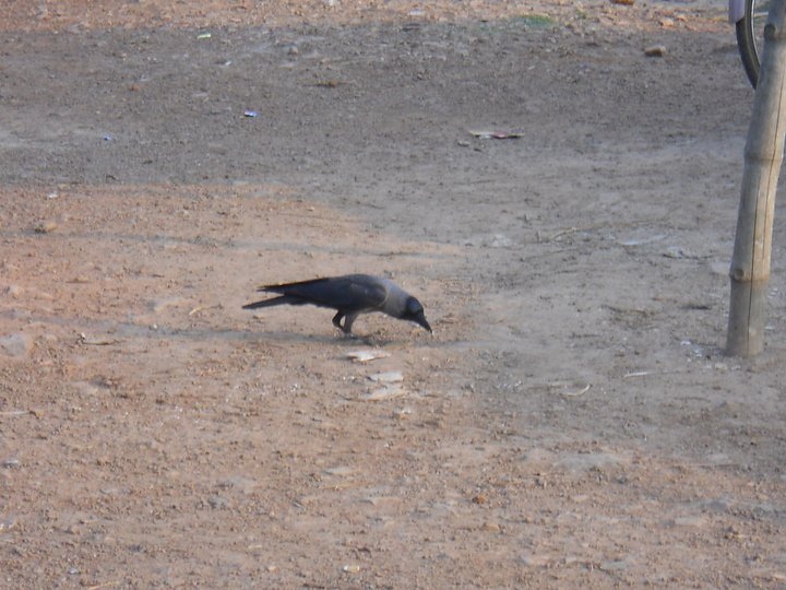 चित्र:Crow 1.jpg