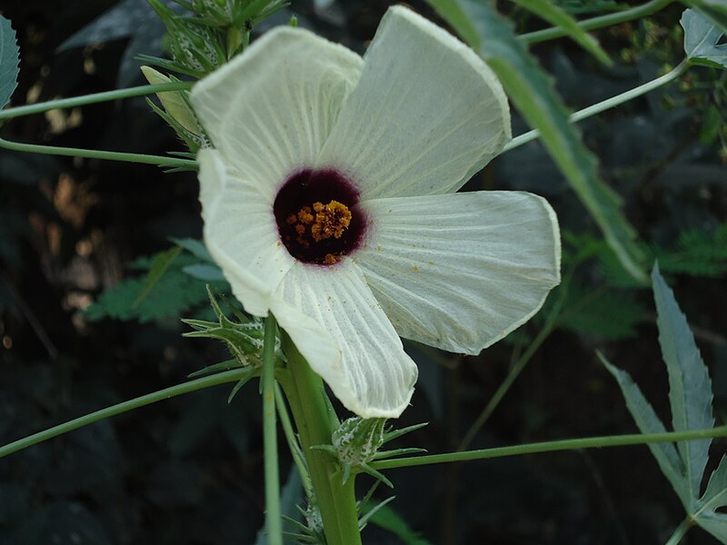 चित्र:Ladies finger Flower 02.jpeg