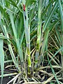 Amit Yadav Sugarcane 290720081236.jpg