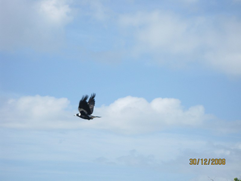 चित्र:उडणारा पक्षी.JPG