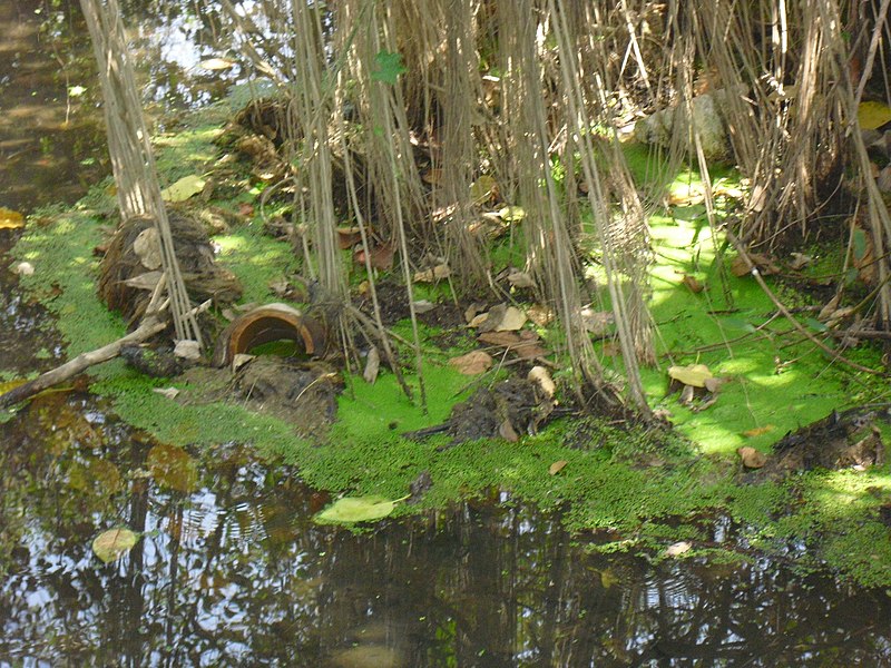 चित्र:Nature.JPG