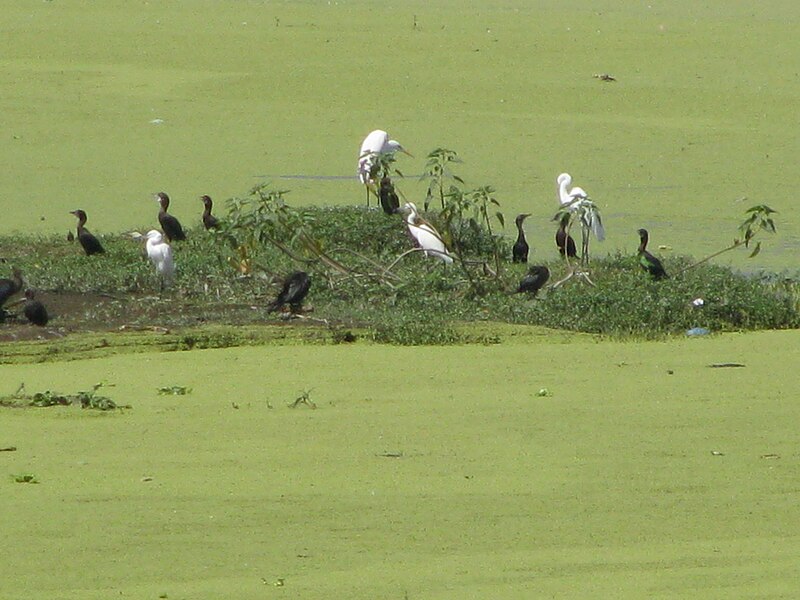 चित्र:Nandur Madhyameshwar Bird Sanctuary-Nashik-4.jpg
