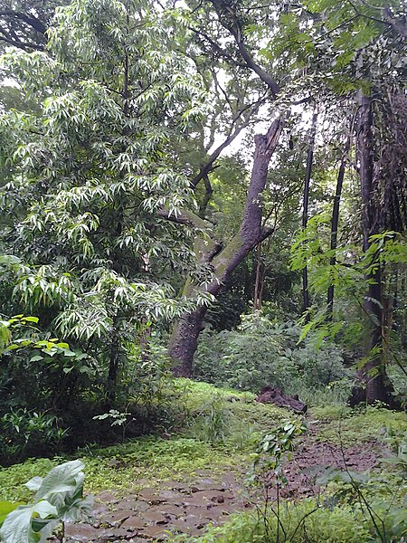 चित्र:Powai dam00.jpg