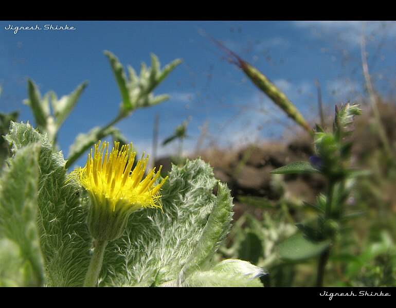 चित्र:Flowers34.jpg