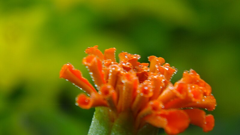 चित्र:Zendu-Flower-Closeup.jpg