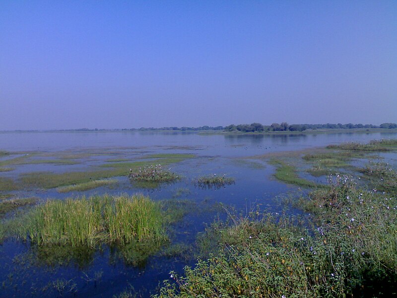 चित्र:Nandur Madhyameshwar Bird Sanctuary-Nashik-1.jpg