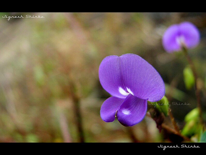 चित्र:Flowers29.jpg