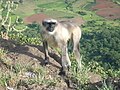 १३:११, ४ मार्च २०१२ आवृत्तीसाठी छोटे चित्र