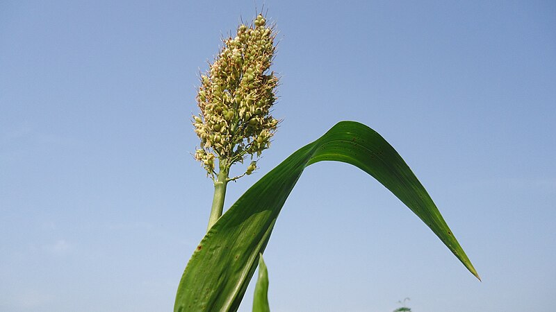 चित्र:Nature Jwari.jpg