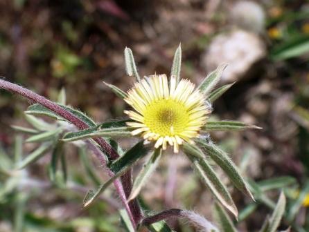 Stampa:Palienis spinosa.JPG