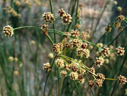 Stampa:Holoschoenus vulgaris.jpg