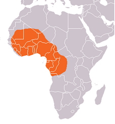 Lamantin Afrikan: Dieta, Distribuzzjoni, Riproduzjoni