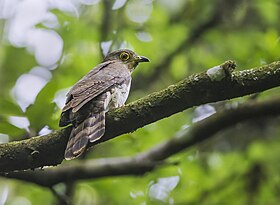 Hodgson's Hawk Cuckoo, Cherapunjee, Meghalaya, India.jpg