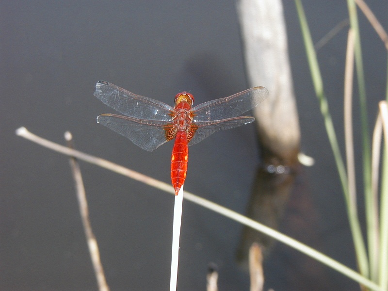 Fichièr:Crocothemis erithraea 1 Plaine des Maures 83 VI-2003.jpg