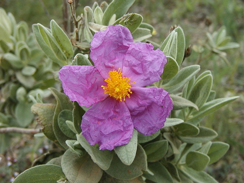 Fichièr:Cistus albidus (fleur 4) Le Rouet 83 IV-2004.jpg