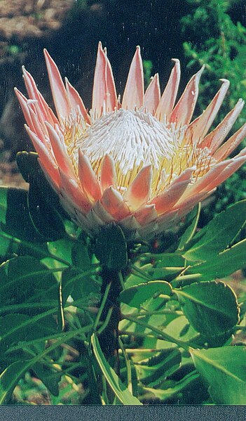 Fichièr:Protea.jpg