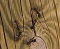 Camponotus Cruentatus.jpg