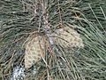 Pinus radiata (cônes) Capu di Fenu X-2002.jpg