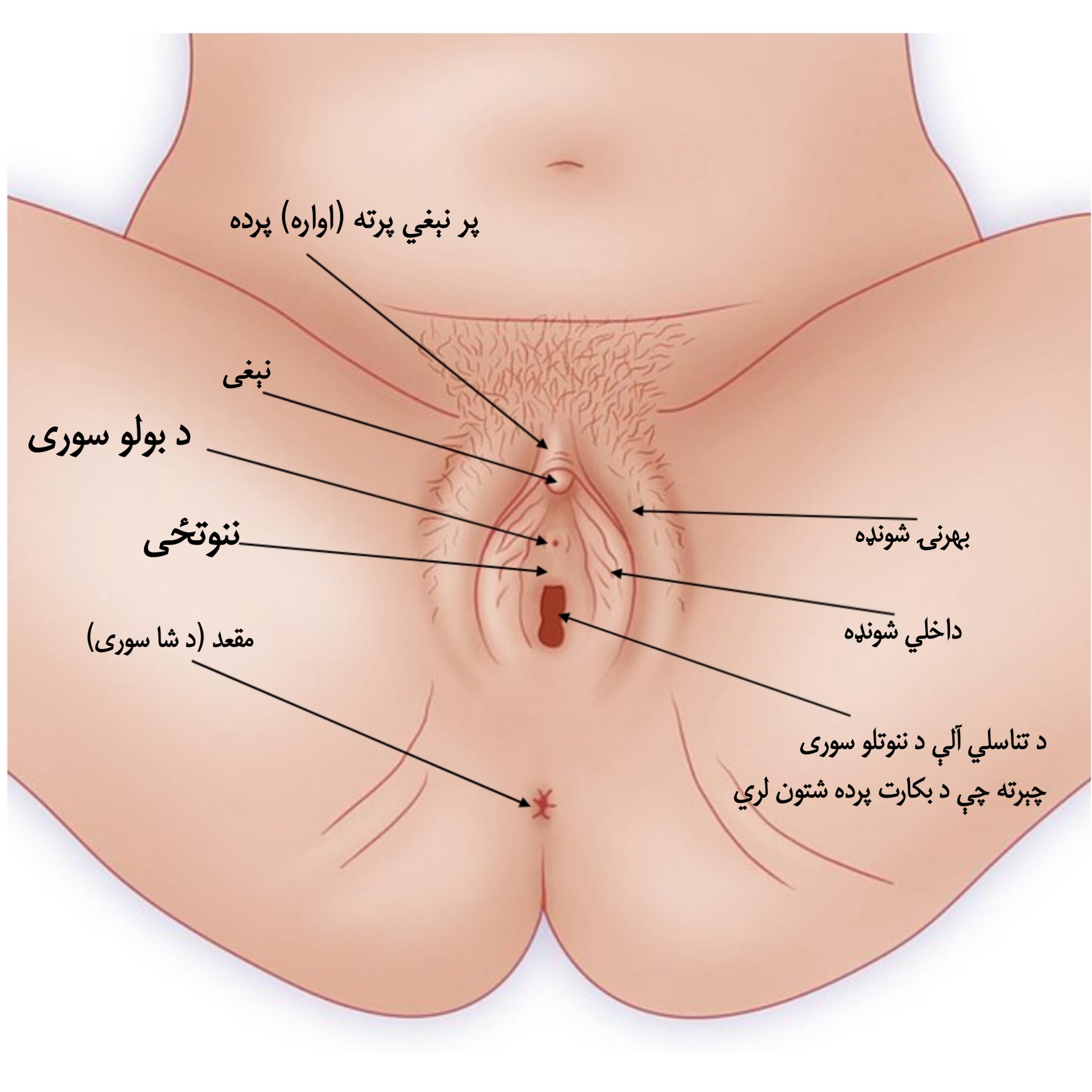 سکس لری