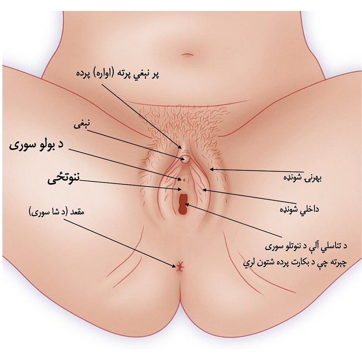 پاره کردن پرده بکارت ایرانی