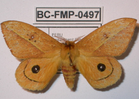 Ficheiro:Automeris grammocuscoensis por Frank Meister.png