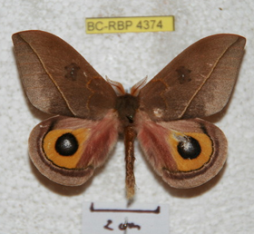 A. cecrojaliscensis por Ron Brechlin