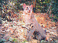 Miniatura para Gato-dourado-africano