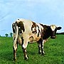 Miniatura para Atom Heart Mother