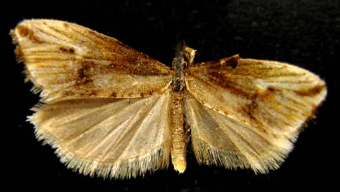 Fișier:Eucosma polyxena (Meyrick, 1937) (Științele naturii) 2057 03.02.2010 Tezaur 52B251C881A1499F9DC5ACF3495BFD11.jpg