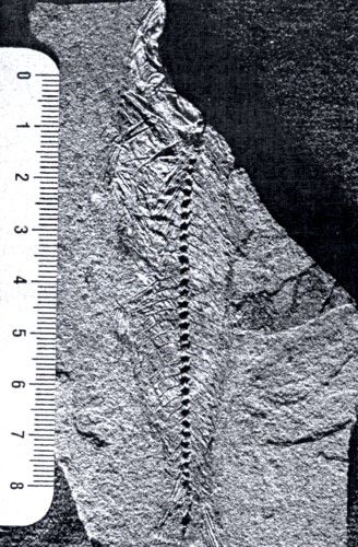 Fișier:Propercarina pietschmanni (Paucă, 1929) (Științele naturii) 2764 12.11.2014 Tezaur E1C5BC6051FE4BC59E504B85A6F24AAE.jpg