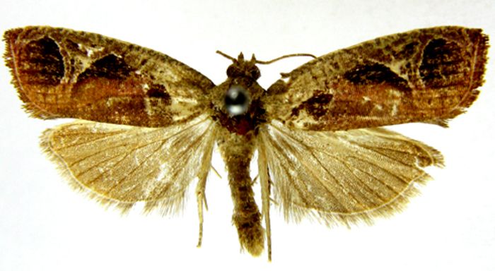 Fișier:Argyroploce pompholycias (Meyrick, 1935) (Științele naturii) 2470 09.11.2009 Tezaur 0644E56CB5894261868DA44751AFAC26.jpg