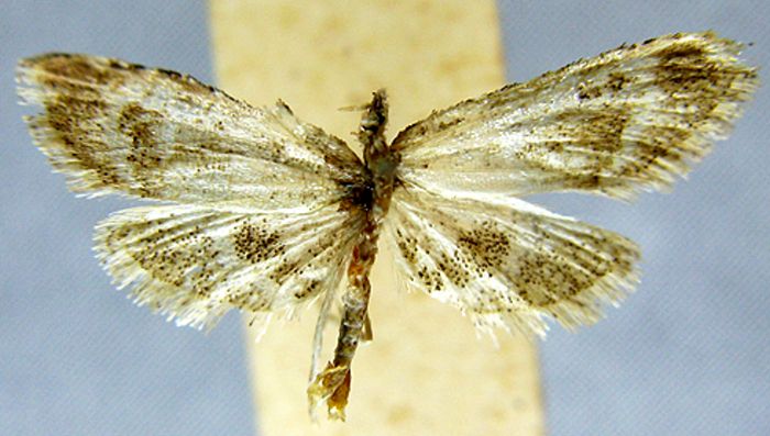 Fișier:Tegulifera angustifascia (Caradja, 1925) (Științele naturii) 2043 27.01.2011 Tezaur 17510B6A9C7D462B87A40D25AC466A7B.jpg