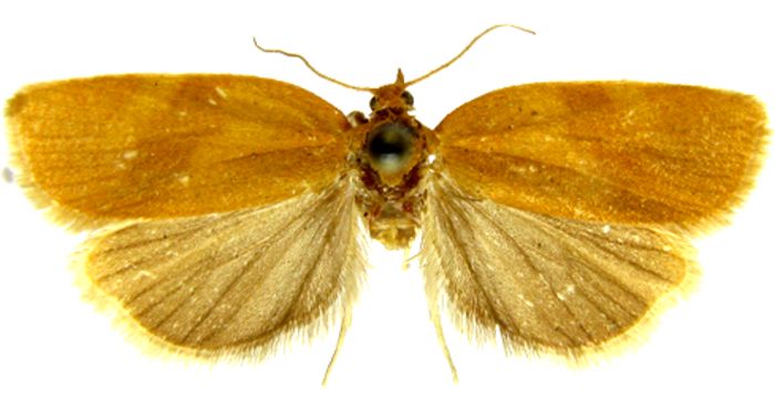 Fișier:Tortrix caradjana (Caradja, 1916) (Științele naturii) 2470 09.11.2009 Tezaur 6356A19B3DD3453CA01BA3DAD78F26CE.jpg