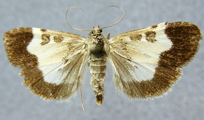 Fișier:Pyrausta nyctemeralis amurensis (Rebel, 1906) (Științele naturii) 2711 06.12.2010 Tezaur EB41B94B16F647C791872042A463E6A7.jpg