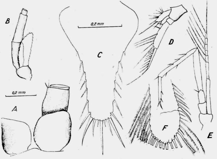 Fișier:Spelaeomysis nuniezi (Băcescu & Orghidan, 1971) (Științele naturii) 2021 22.01.2009 Tezaur B45EA0D266DE493CAE12E8E10106E021.jpg