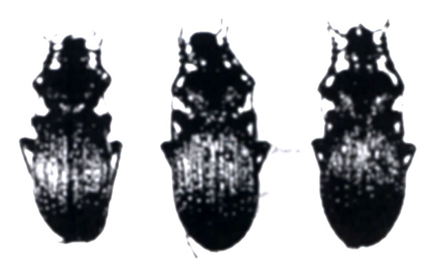 Fișier:Carabus (Morphocarabus) alutensis, ord. Coleoptera, fam. Carabidae (Săvulescu, 1972) (Științele naturii) 2843 10.11.2003 Tezaur 2F6C4D1C98604584B4066EAB49EBCD13.jpg