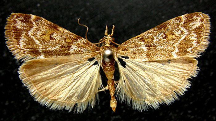 Fișier:Scoparia ingratella var. nevadensis (Caradja, 1916) (Științele naturii) 2576 06.10.2010 Tezaur F00CFE1CD08F4E5199A47F11FF245EA3.jpg