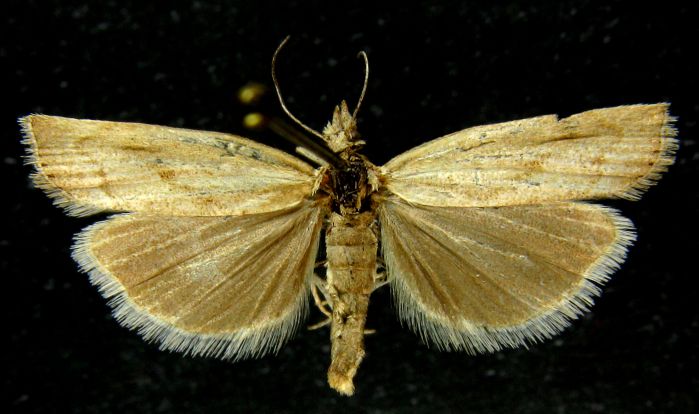 Fișier:Crambus alaicus (Rebel, 1907) (Științele naturii) 2576 06.10.2010 Tezaur 5C642E6099074A6197068822E7C3E047.jpg