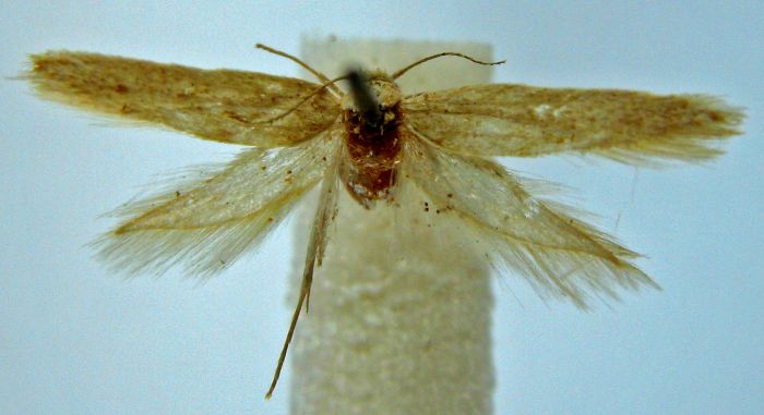 Fișier:Scythris lacteella (Caradja, 1920) (Științele naturii) 2197 31.03.2008 Tezaur BC7D2D39BD72481BBB1FF01428344BC2.jpg