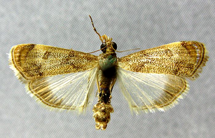 Fișier:Epinoorda caradjae (Rebel, 1902) (Științele naturii) 2575 06.10.2010 Tezaur 7C89776E42EE440A8EAED1AC93D0685D.jpg