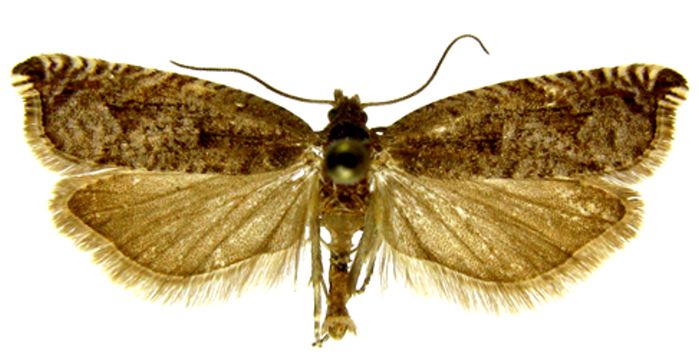 Fișier:Ancylis unguicella var. cuencana (Caradja, 1916) (Științele naturii) 2057 03.02.2010 Tezaur A9702D5352054286A9FB40BE8861E24B.jpg