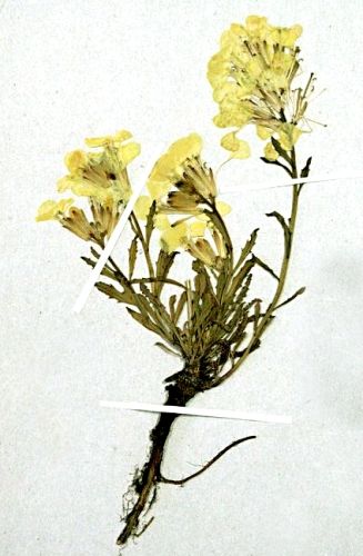 Fișier:Erysimum wittmanni ssp. Transsilvanicum (Schur, 1866) (Științele naturii) 2310 16.07.2009 Fond 810E822FDE084D26815102B4E273E19D.jpg