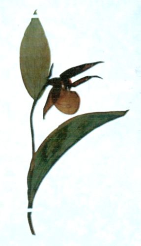 Fișier:Cypripedium calceolus (Linnaeus, 1753) (Științele naturii) 2448 04.08.2010 Fond EA4D376EC4F84262A9329AD188F2DF30.jpg