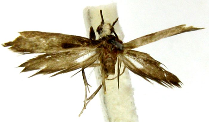 Fișier:Metanomeuta zonoceros (Meyrick, 1935) (Științele naturii) 2377 02.09.2009 Tezaur 897D8C2DF22C4D65BC5780E1EA0A6426.jpg