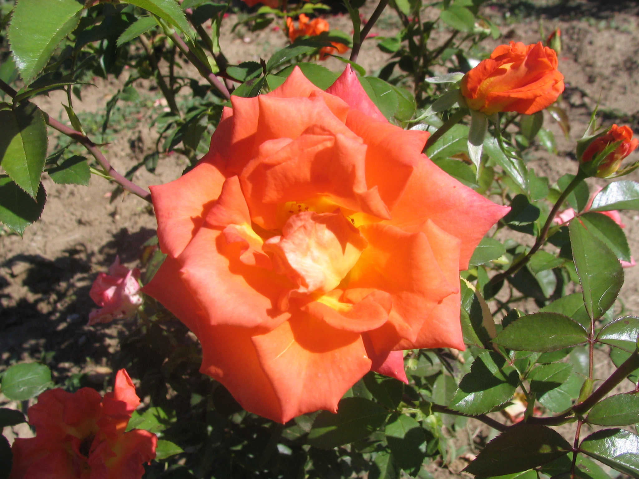 Fișier Trandafir Portocaliu Jpg Wikipedia