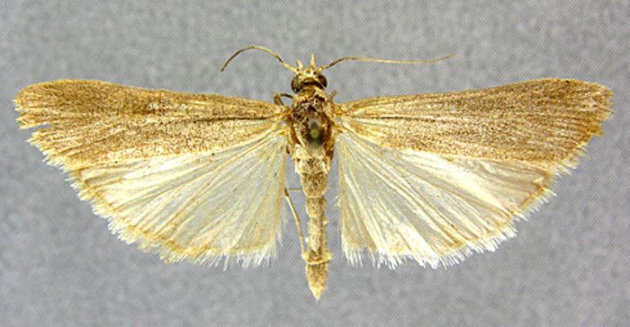 Fișier:Epischnia elongatella (Caradja, 1916) (Științele naturii) 2233 04.04.2014 Tezaur 657D598598574828ADDA2192AF3E4636.jpg