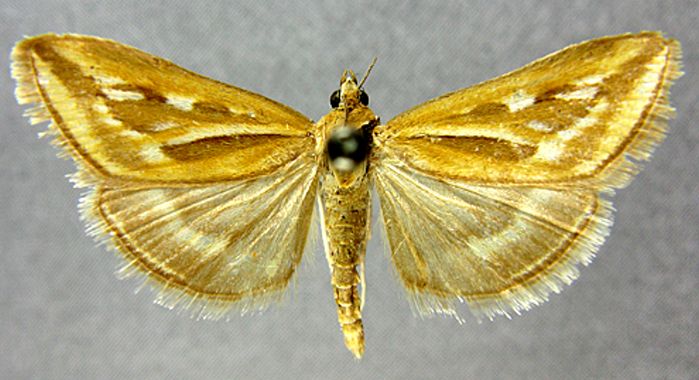 Fișier:Loxostege rhabdalis var. rubrotinctalis (Caradja, 1934) (Științele naturii) 2576 06.10.2010 Tezaur AF146D7DE87A42DAB304738FC681D4FC.jpg